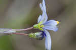 Nash's blue-eyed grass